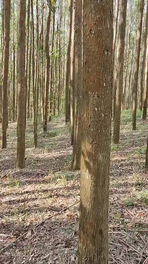 Dançando como Wolverine: Cosplay no TikTok Brasil