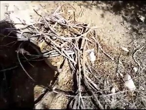 Ma nouvelle ferme permaculture et autonome en Kabylie