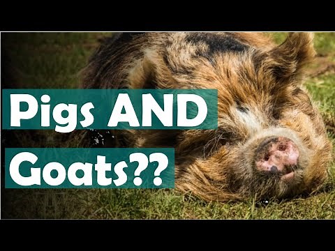 Can Kune Kunes live with goats?