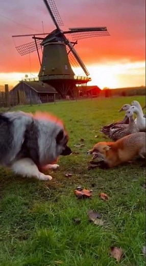 Keeshond: Defender of the Dutch Farm