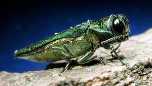 Battle of the ash borer