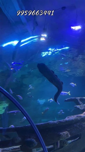 మలేసియాలో AQUARIA KLCC 🐠 | Kuala Lumpur Underwater Aquarium Tour | Malaysia Telugu Vlog