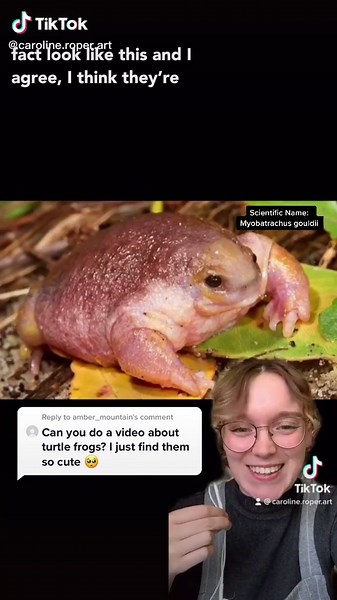 Meet the Unique Turtle Frog: Myobatrachus gouldii