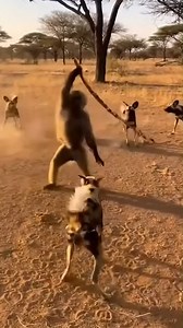 1.1K views · 18 reactions | Monkey fights for its life against wild dogs #wildanimalshorts #wildanimals #funnymoments #amazinganimals | Black Cat | Facebook