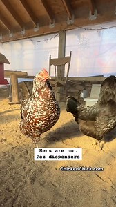 You cannot make hens lay eggs. 👉Even the most productive breeds lay in cycles with natural breaks. 👉Hens require a combination of many RESOURCES in order to OVULATE (lay eggs) optimally, most notably: 👉YOUTH. Hens will be most productive their 1st two years. Production declines each year thereafter. She may lay her entire life, but it will never be at the same rate as her first two years. 👉BALANCED DIET. They are extremely sensitive to OMISSIONS in their diet. A century of poultry nutrition 