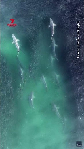 Dozens of shark swarm massive bait ball off Southampton Coast