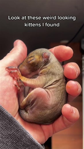 Should I Adopt a Kitten? Considerations and Tips