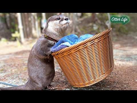 Pure Love: Otter Worries About His Girlfriend Who Fell Asleep During Their Walk