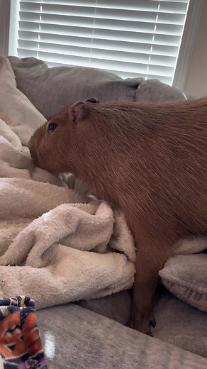 Discover the Quirky World of Capybaras