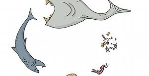 Diferença Entre Cadeia Alimentar e Teia Alimentar – Mundo Ecologia