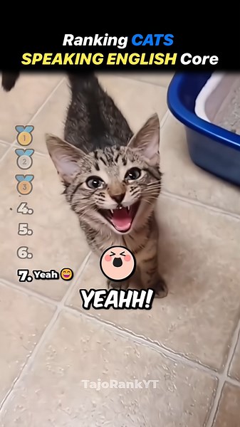 Ranking Best Cats Speaking English Core😹❤️