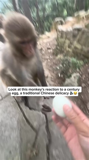 Wildlife & Animals on Instagram: "A video captures a monkey being offered a century egg, a traditional Chinese delicacy made by preserving eggs for several weeks or months. At first curious, the monkey grabs the egg and sniffs it, but quickly recoils. Overwhelmed by the strong smell and taste, it tosses the egg aside and gags as if it might vomit. While many people enjoy century eggs for their rich, savory flavor, the monkey’s dramatic reaction shows just how unusual this delicacy can seem to th
