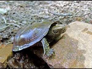 Joseph Jenkins - Flattened Musk Turtles
