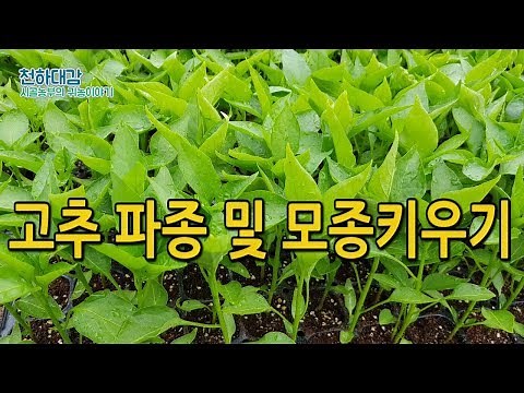 Chili Pepper Cultivation Techniques #2: How to Sow Seeds, Grow Seedlings, and Raise Chili Plants ...