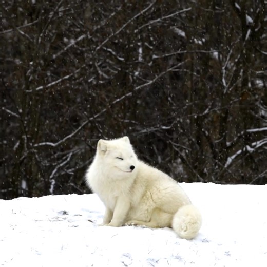 Before you head out into the cold, be sure to bundle up. But if you’re an Arctic fox, thankfully, all your warm clothes are already on! Arctic foxes are well-adapted to snow and cold. To help them keep warm, Arctic foxes have round, compact bodies that help minimize their body’s surface area that is exposed to the cold air! Their muzzle, ears and legs are short, which helps conserve heat, and their deep, thick fur allows them to maintain consistent body temperature. These foxes also have thick f