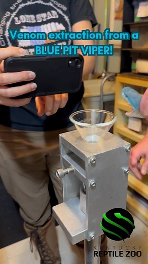 Lesser sunda pit viper (Trimeresurus insularis) venom extraction! #venomislife #kyreptilezoo #snakes #venomoussnakes #reptiles #venomous | Kentucky Reptile Zoo