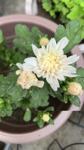 🥰🥰🥰🥰🥰🥰#garden #flowercolor