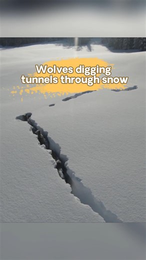 Stunning drone footage captures wolves digging tunnels through deep snow in China's Xinjiang. #wolf #snow #Xinjiang #rare #China | China Xinhua News