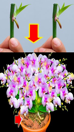 This Genius Paper Trick Makes Orchids Multiply Like Crazy | Garden Craft