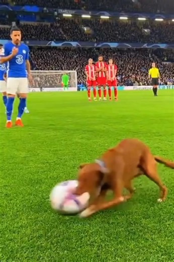 150K views · 5.2K reactions | Dog playing Football With Players 藍藍 #Football #Soccer #Goal #FunnyFootball | Football Lovers | Facebook