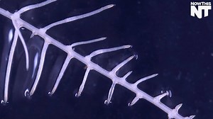 This mesmerizing footage shows a super up-close view of dandelion roots growing | NowThis