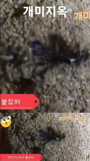 [개미귀신&개미지옥] 모래 속의 덫, 1%의 생존 확률에 도전하는 개미의 사투! #개미귀신 #개미지옥 #생태계 #자연다큐 #사냥 #명주잠자리 #곤충세계 #관찰카메라