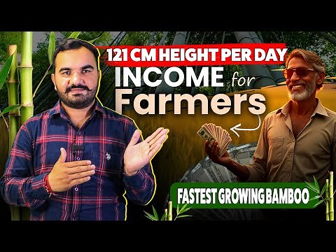 Bamboo that grows 3 feet in 24 hours | Fastest growing plant | Bamboo farming | Top variety of ba...