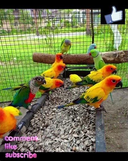 Beautiful Male Blue-and-Yellow Macaw Birds