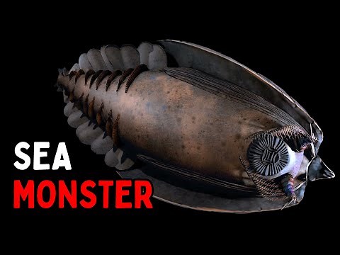 The First Apex Predator of the Cambrian Seas | Anomalocaris Documentary