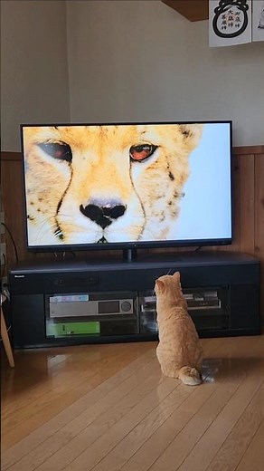 にゃんことチーター 【NHK『ワイルドライフ』を視聴する猫】 #にゃんこ #茶トラ