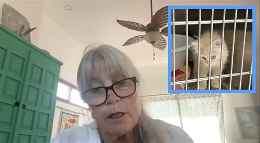 Local cat rescue volunteer reacts to West Valley’s temporary extension