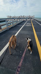 Dogs walks are fun but hiking is better. What does hiking do for your dog? • Stronger bodies: Uneven trails work their muscles, improve balance, and keep them physically fit • Sharper minds: New smells, obstacles, and terrain provide mental stimulation and problem-solving opportunities • Confidence and independence: Open spaces let dogs explore safely, build confidence, and learn to make decisions on their own Remember: Always go at your dog’s pace and consider their fitness level when choosing 