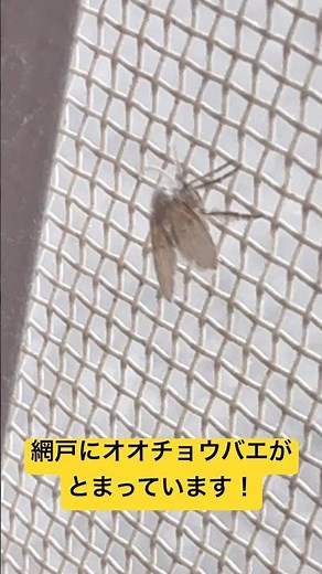 網戸にオオチョウバエがとまっています！#チョウバエ #オオチョウバエ #害虫防除技術研究所 #モストップ #害虫 #不快害虫