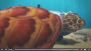 Splash and Bubbles: Catching some ZZZZ'sss