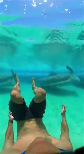 Waterslide into pool full of giant fish #funny #memes