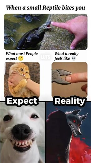 #makeuptransition 🐢