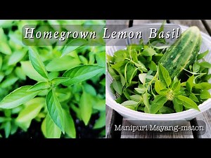 Growing Lemon Basil in Canada I Manipuri Mayangmaton I Organic Basil / Herbs