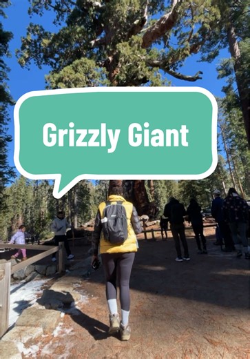 Exploring the Grizzly Giant in Yosemite National Park