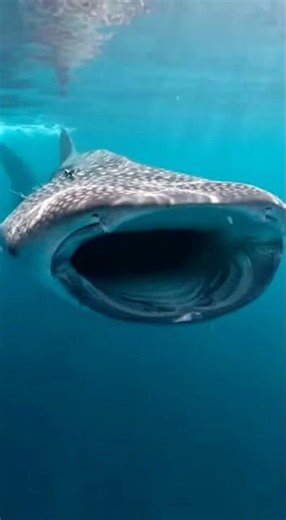 He Put The Camera Inside A Whale Shark's MOUTH! 🤯 Giant Sea Creature POV! 🐋 #shorts #viral #animal