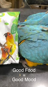 Feed your bird BETTER! Great for parrots as small as budgies and as large as macaws. A healthy diet might be the key you're missing to resolving your bird's behavioral issues. A bird who doesn't feel well doesn't behave very well either. That's why we believe a healthy diet is the foundation to all training! Shop our bird food here: https://birdtricksstore.com/collections/health-and-diet In captivity, many times the foods that birds would eat in the wild are not suitable to be in a daily diet (f