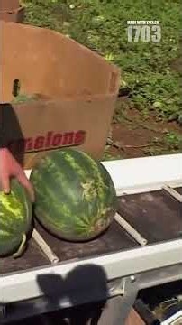 Discover the Luxury of Rare Square Watermelons