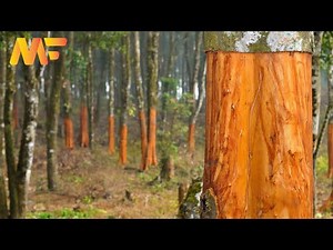 Amazing Cinnamon Farming And Cinnamon Harvesting | Cinnamon Perfume Factory | Modern Farm➤#36