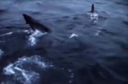 16K views · 732 reactions | Há exatos 40 anos o A HA lançava em 28 de...