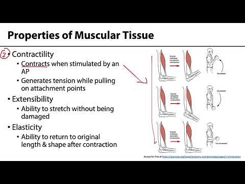 MSK Skeletal Muscle Tissue - Properties of Muscle Tissue