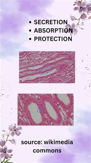 Simple Cuboidal Epithelium Made EASY! 📚