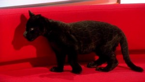 1.4M views · 15K reactions | 10 week old Maya the jaguar got a tour of our studio as Charlie and Naga spoke with conservationist Giles Clark about his new BBC One Documentary. We can confirm that no big cats were harmed in the making of this interview... | BBC Breakfast | Facebook