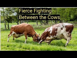 Fierce fighting - Intense Fighting Between the Cows.Fight between the cows in jungle for food