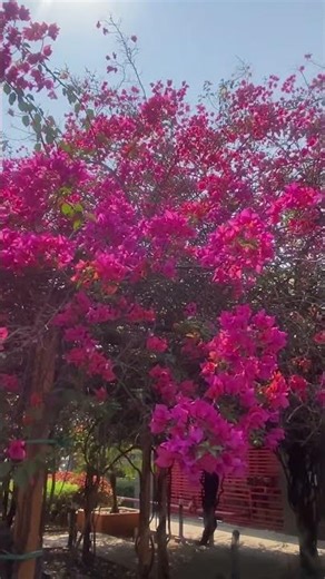 Beautiful Gulmohar Tree View | Nature’s Red Beauty #flowers