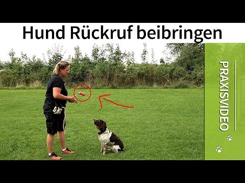 Hund Rückruf ➡️ Vermeide diese 3 Fehler beim Rückruftraining für Hunde! ➡️ Praxisvideo ✔️