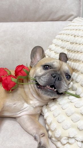 107K views · 2.4K reactions | Draw me like one of your French girls  . . #reelsdogs #reelsvideo #funnydogreels #griffinfrenchie #dogprank #toofunny #doggo #frenchie #frenchies #funnydog #titanic #fblifestyle | Griffin Frenchie | Facebook